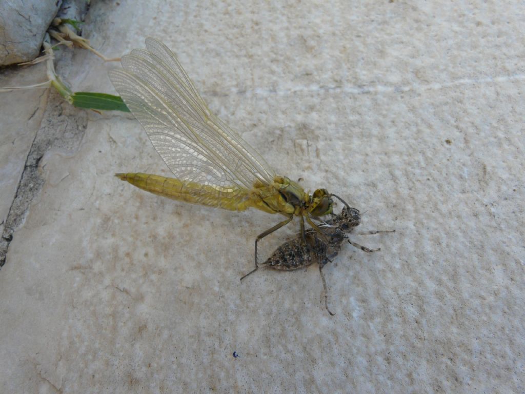 aiuto identificazione: Orthetrum cancellatum